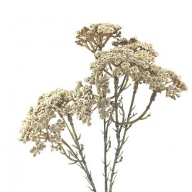 4550 HASTEA CHILEA 72CM