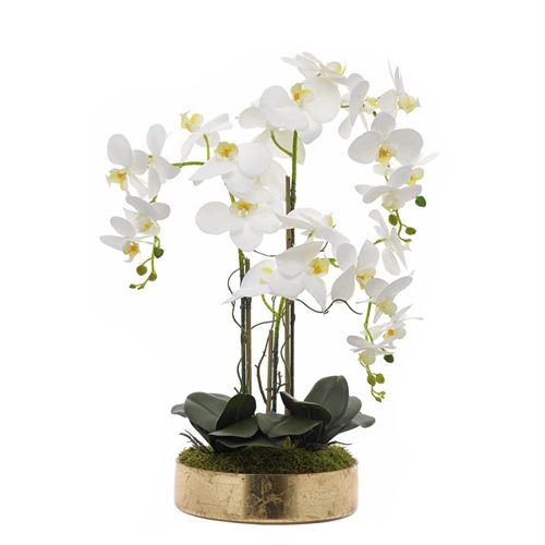 46082 ORQUIDEA 3CAULES TAÇA 16 FOLHA OURO C 25,00 L 25,00 A 70,00