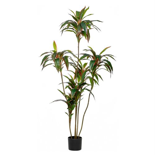 43381 PLANTA RED DRACAENA 163LVS 150CM
