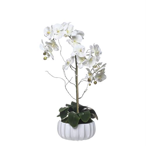 46007 ORQUIDEA 2 CAULES TAÇA 23112