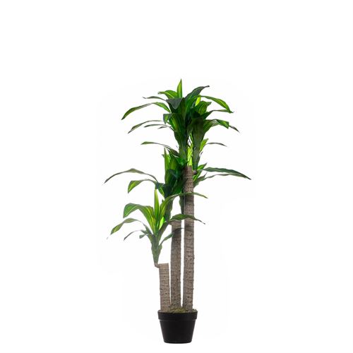 43418 PLANTA DRACAENA 125CM