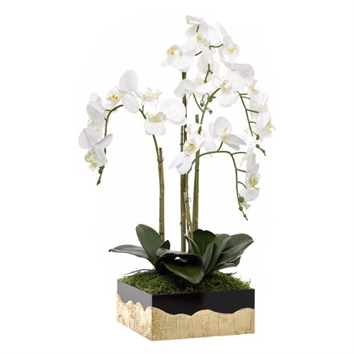 46114 ORQUIDEA 4 CAULES BASE PRETO BR/OURO